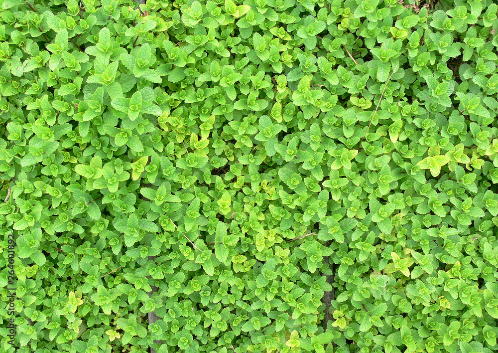 Mint grow in the agricultural greenhouse Mint grow in the agricultural greenhouse