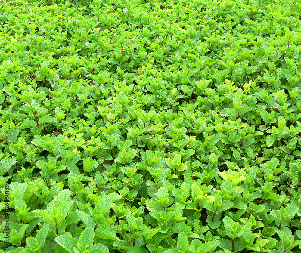 Mint grow in the agricultural greenhouse 