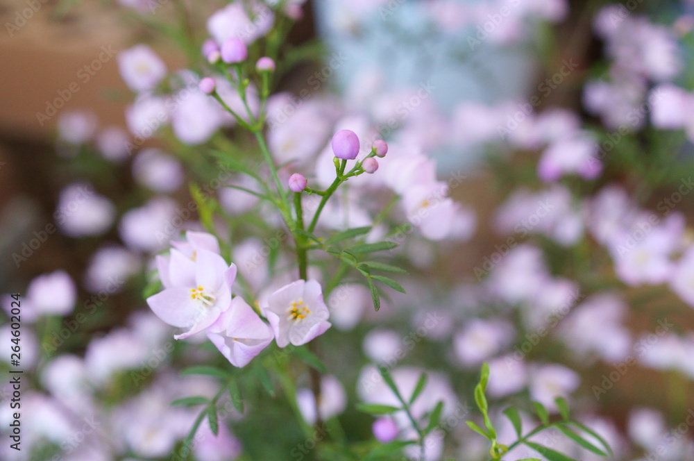 Boronia little light purple flower Boronia little light purple flower
