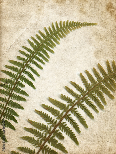 Vintage background with dry plant on old paper texture