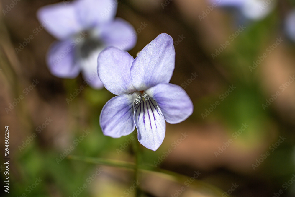 Sweet White Violet Wildflower in Smoky Mountains Sweet White Violet Wildflower in Smoky Mountains