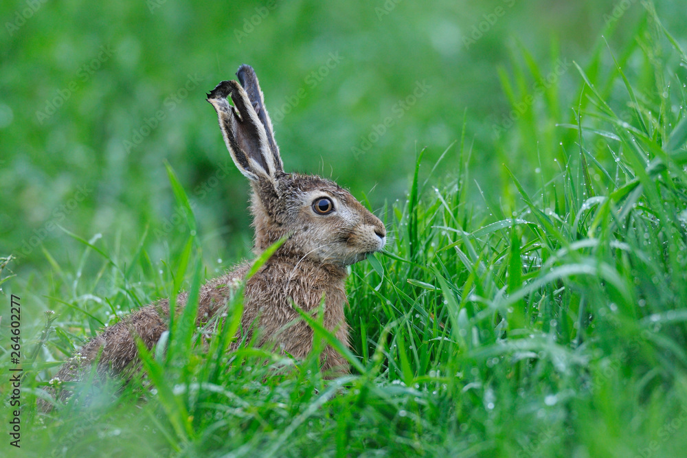 Fototapeta premium European brown hare, Lepus europaeus, Germany, Europe
