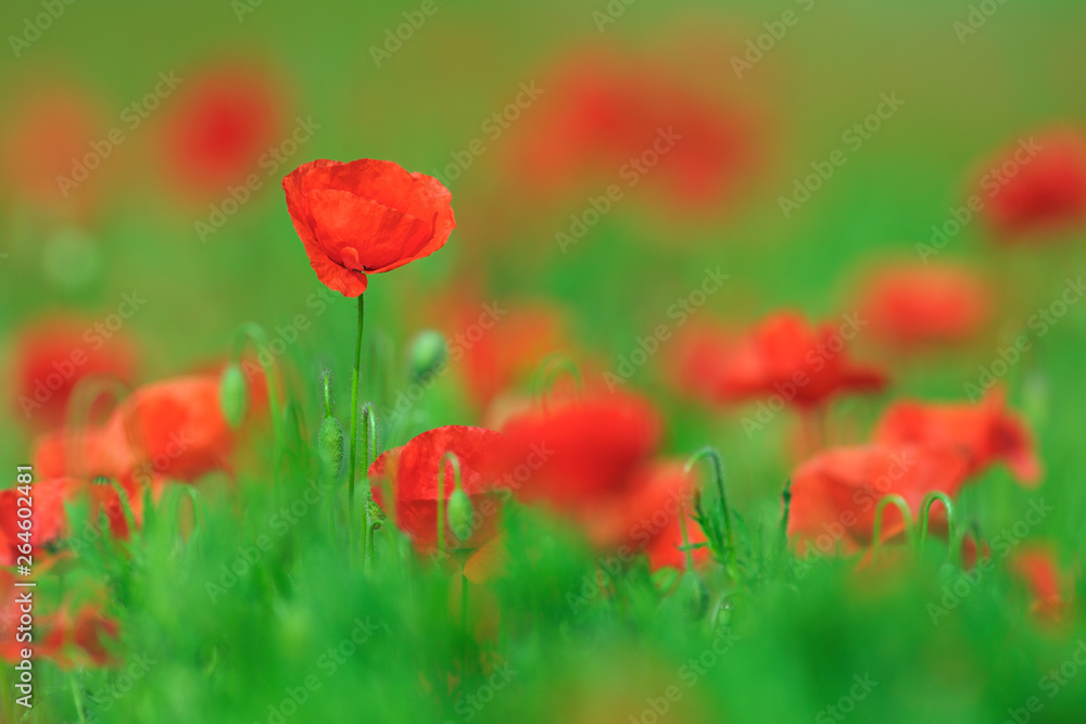 Obraz premium Mohnblume