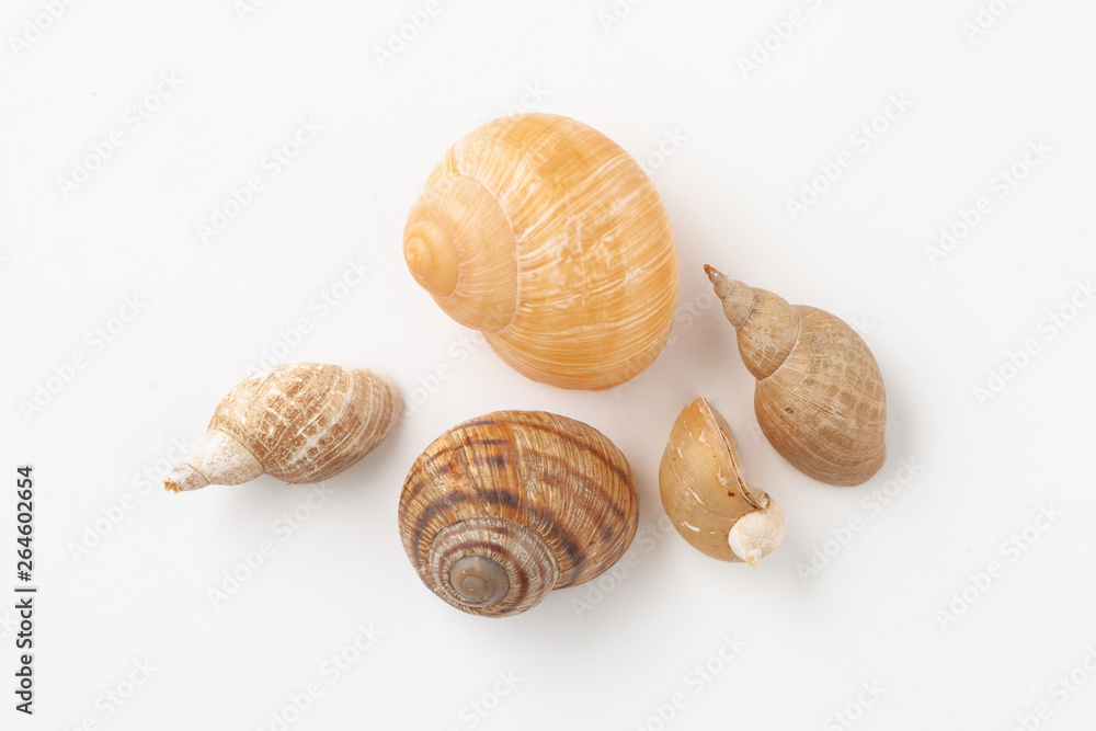 River shells from snails on a white background River shells from snails on a white background