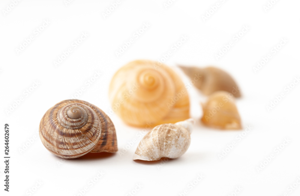 River shells from snails on a white background River shells from snails on a white background