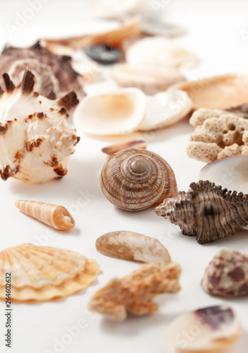 Collection of seashells for jewelry