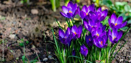 Tableau sur toile Springtime close-up of violet crocuses Ruby Giant on natural green background
