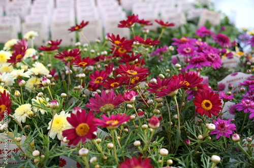 little colorful flower Marguerite Argyranthemum frutescens