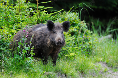 Wild boar (Sus scrofa) in summer, Germany, Europe