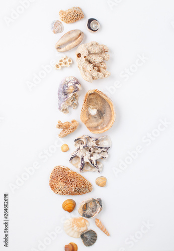 Seashells and corals on white background