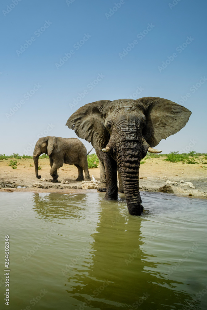 Fototapeta premium African Bush Elephant - Loxodonta africana, iconic member of African big five, Safari in Etosha, Namibia.