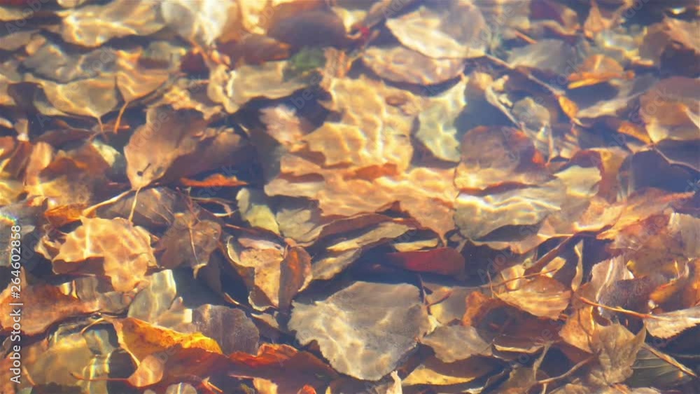 Clean transparent water wave ripple sunlight reflection and tree plant leaf in slow motion style Clean transparent water wave ripple sunlight reflection and tree plant leaf in slow motion style