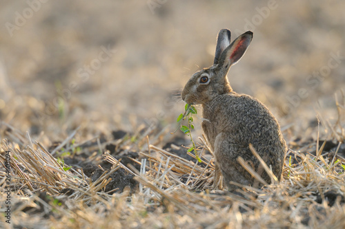 European brown hare on Stubblefield, Germany, Europe © Ana Gram