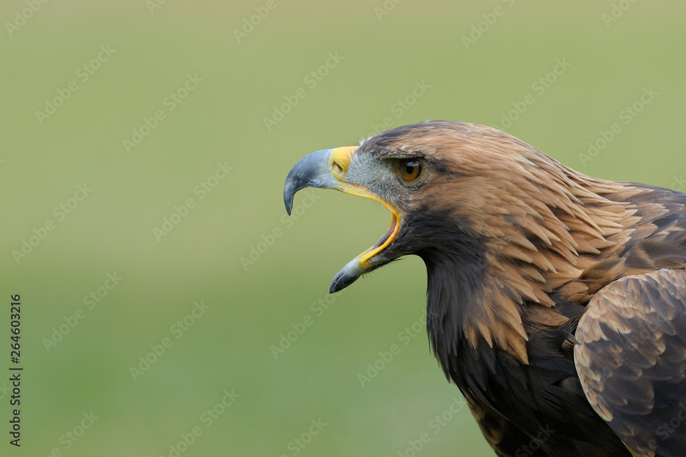 Golden eagle (Aquila chrysaetos), Germany, Europe Golden eagle (Aquila chrysaetos), Germany, Europe