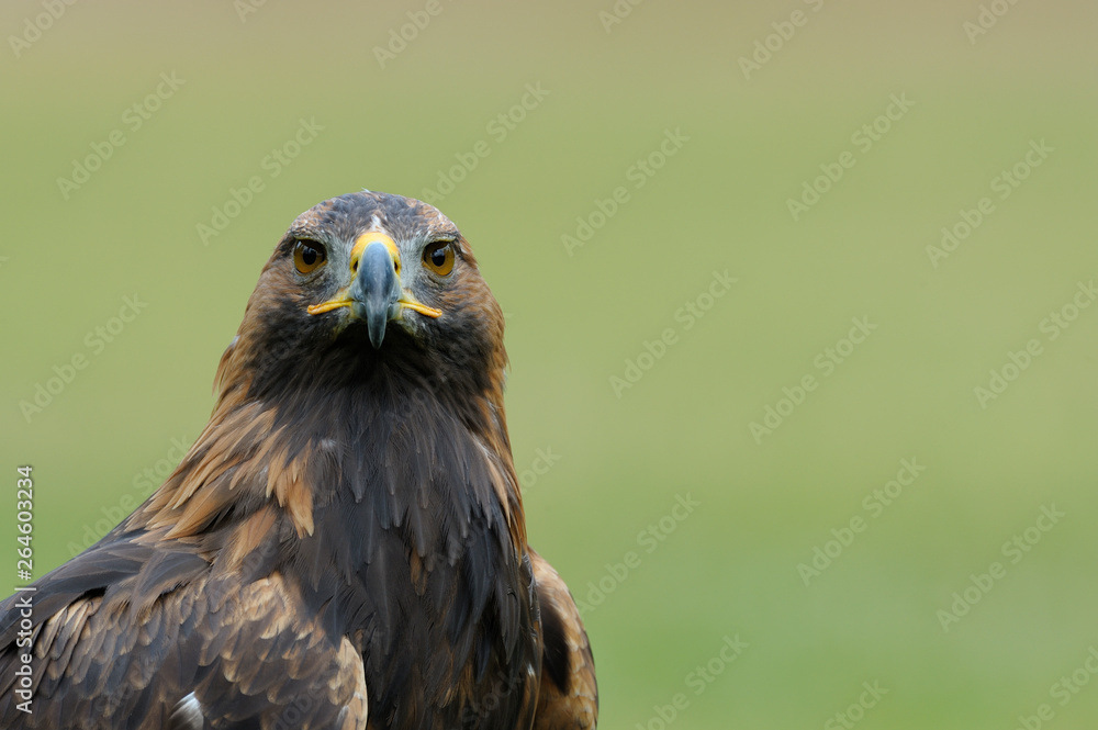 Golden eagle (Aquila chrysaetos), Germany, Europe Golden eagle (Aquila chrysaetos), Germany, Europe