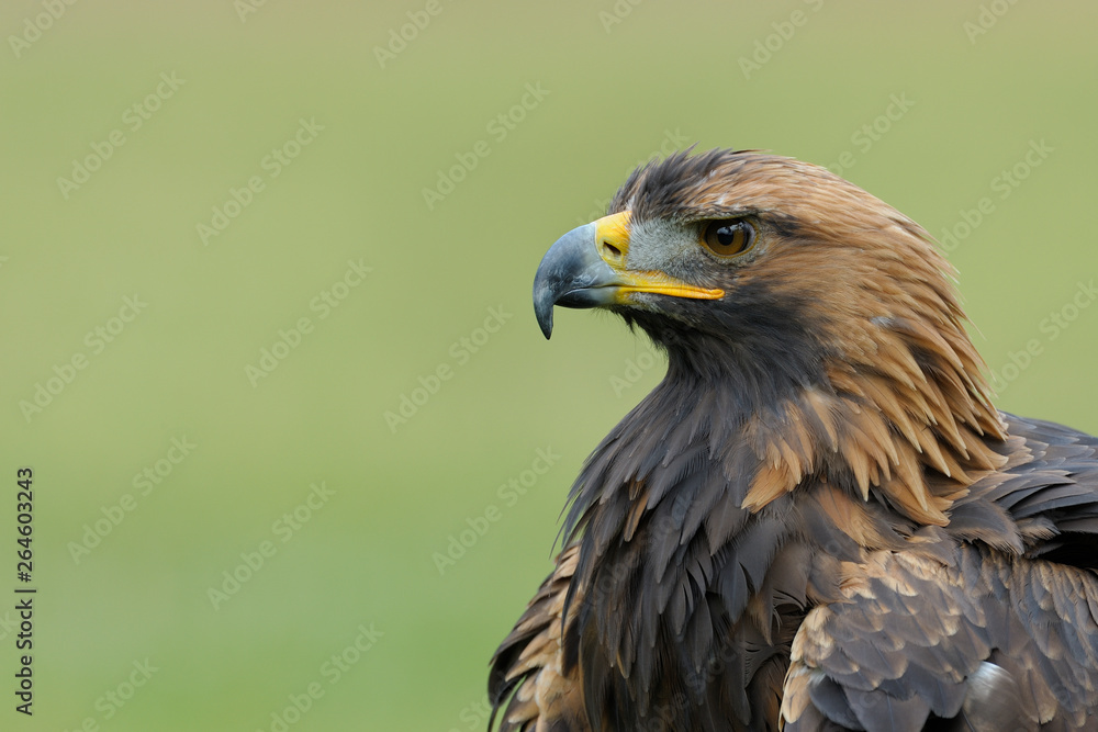 Golden eagle (Aquila chrysaetos), Germany, Europe