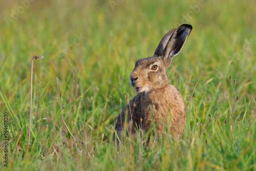 European brown hare in summer, Germany, Europe