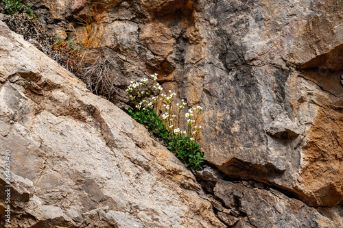 Blooming spring flowers on the rocks in mountains.