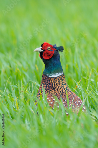 Pheasant, Phasianus colchicus, Male, Germany, Europe photo