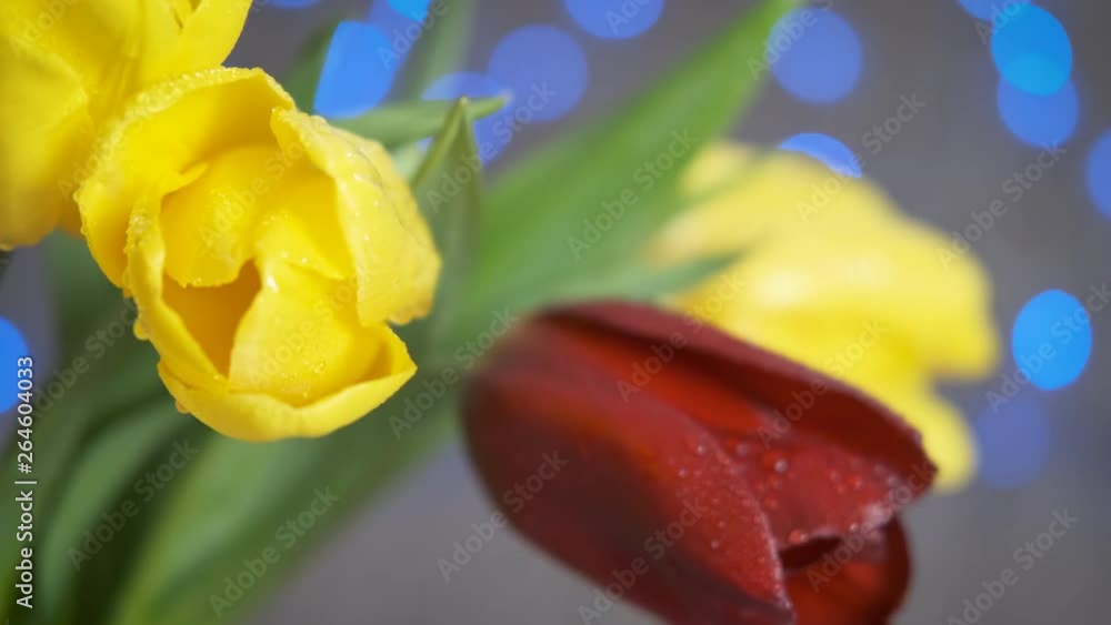 Flowers on mother's day. Wet bouquet of tulips against the background of burning festive lights. Flowers on mother's day. Wet bouquet of tulips against the background of burning festive lights.