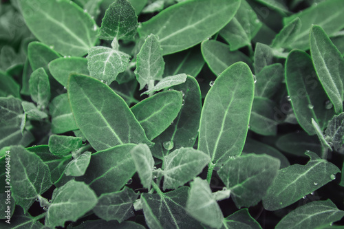 Green leaves, tropical plant growing in wild. Close up. Pattern, texture, background
