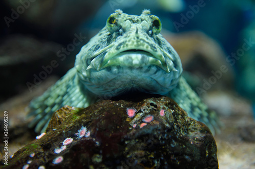 Head on view of froglike Cabezon scaleless fish resting on rock with anemomes of the North American Pacific ocean coast in a kelp forest photo