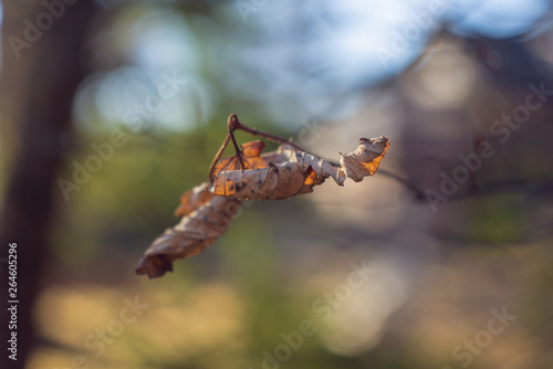 Single dried leaf on a branch