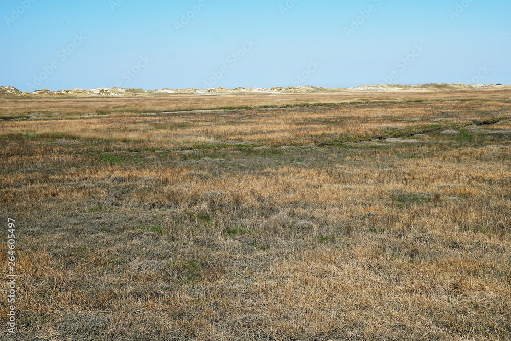 salt marsh and sand dunes at german north sea coast in Sankt Peter-Ording - nature background with copy space