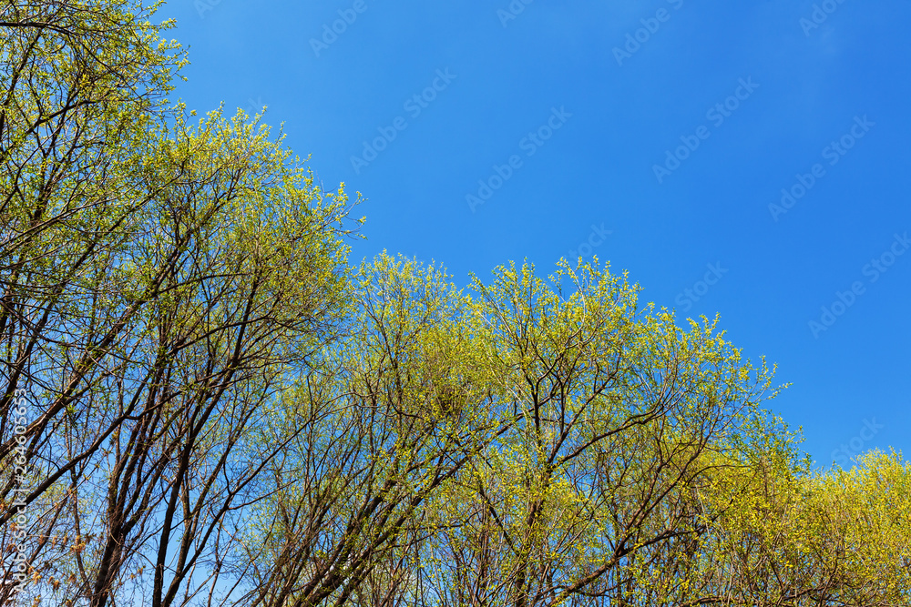 Branches of willow trees with young leaves against blue sky in the spring afternoon. Branches of willow trees with young leaves against blue sky in the spring afternoon.