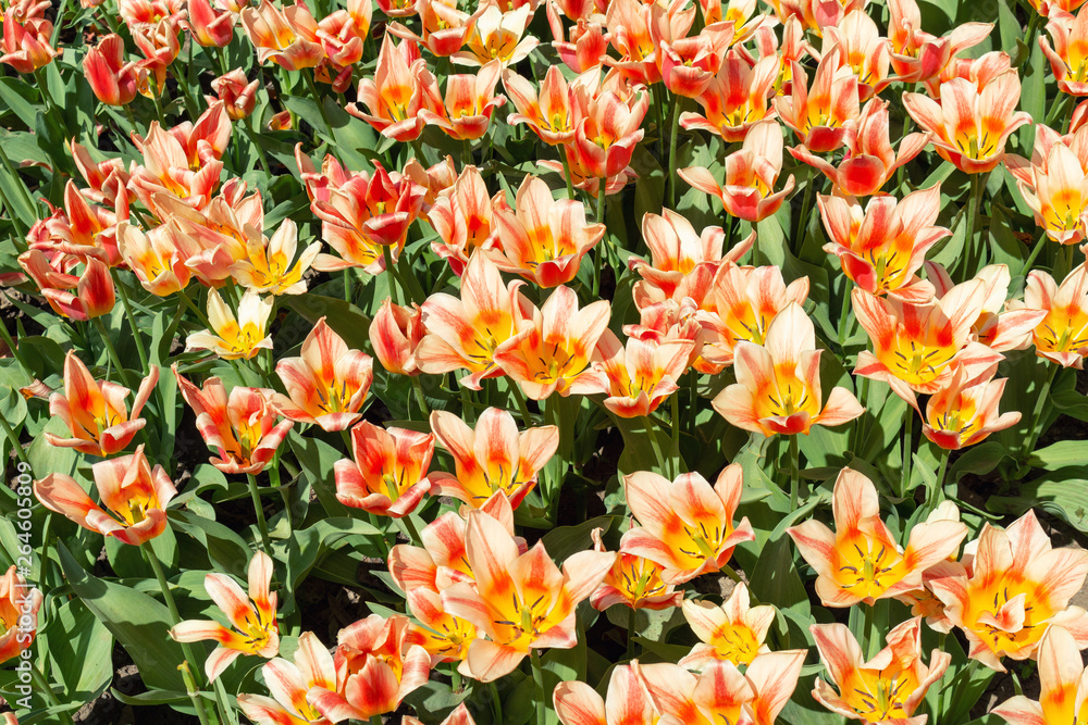 Colorful orange coral pink tulips fresh flowers at a blurry soft focus background close up bokeh