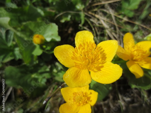 Nahaufnahme von einer Blume neben einem kleinen Fluss