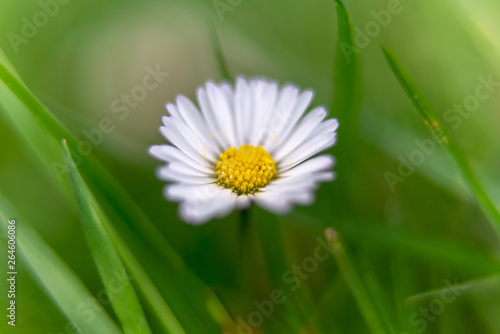 daisy in green grass close up