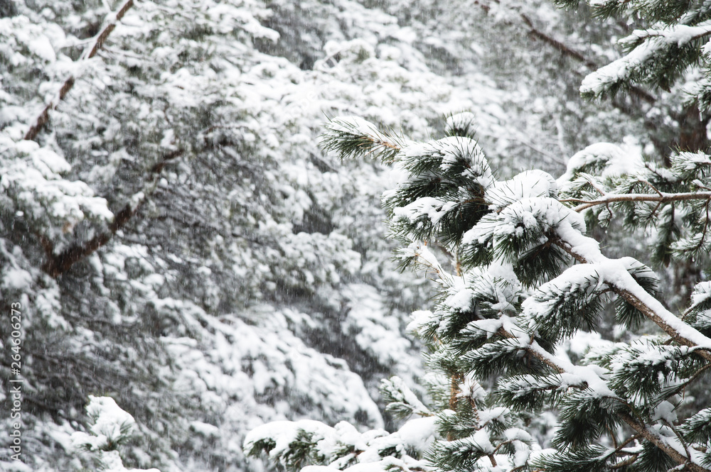 Winter landscape with a pine forest covered with snow during a snowfall with snow-covered tree branches in the foreground Winter landscape with a pine forest covered with snow during a snowfall with snow-covered tree branches in the foreground