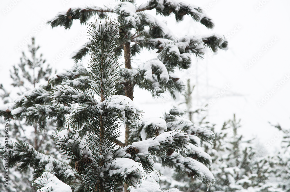 Winter landscape with a pine forest covered with snow during a snowfall with snow-covered tree branches in the foreground