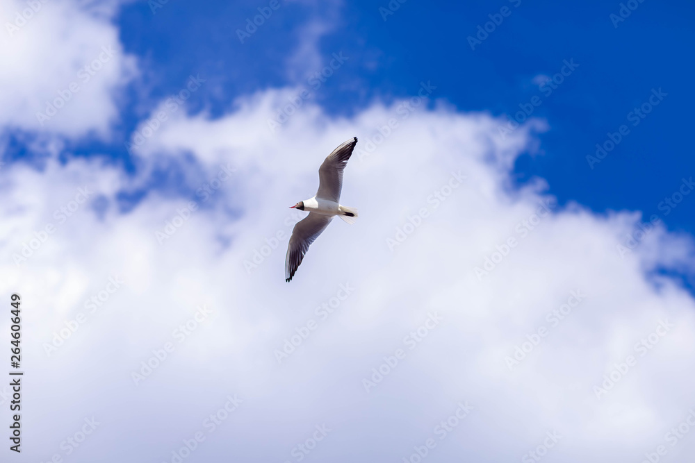 Seagull flying against blue sky and white clouds