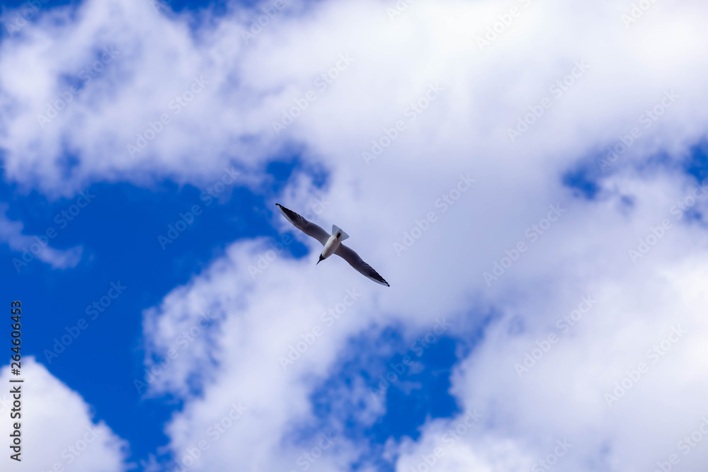 Seagull flying against blue sky and white clouds Seagull flying against blue sky and white clouds