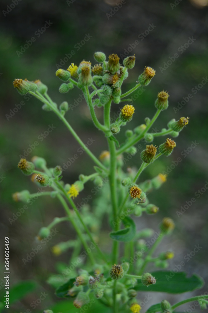 beautiful wild plants beautiful wild plants