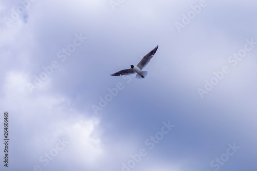 Seagull flying against blue sky and white clouds