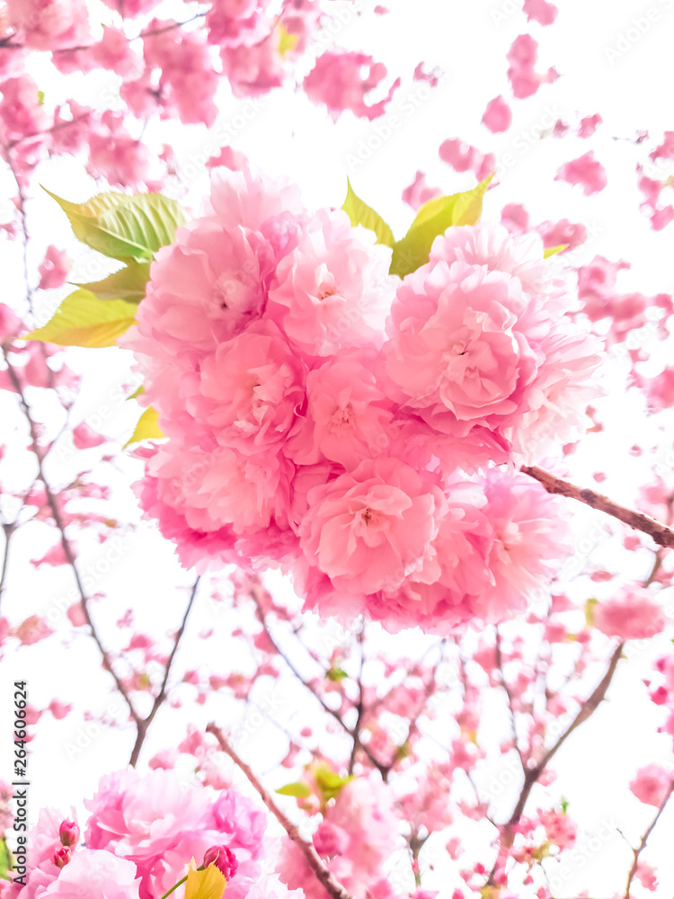 Softly Pink flower in spring season with nature background Softly Pink flower in spring season with nature background
