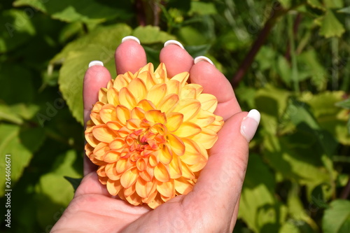 Wallpaper Mural Blume Torontodigital.ca