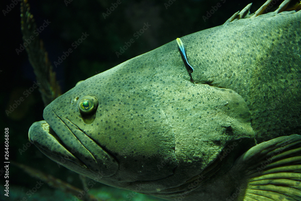 Giant Atlantic Goliath Grouper fish head being cleaned by a bluestreak