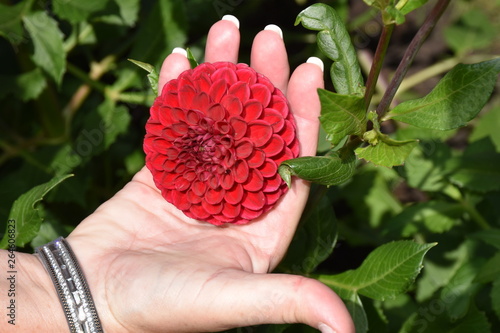 Wallpaper Mural Blume Torontodigital.ca