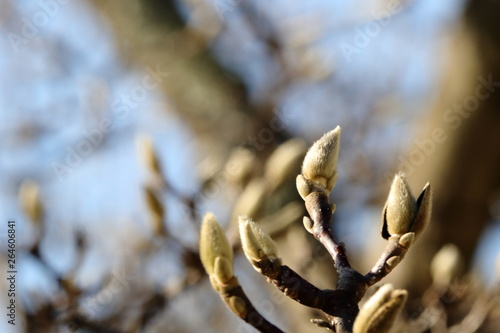 gemme di magnolia photo