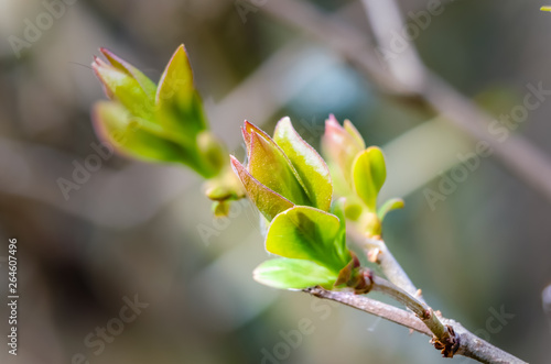 Fresh spring lilac tree leaf buds with the background out of focus