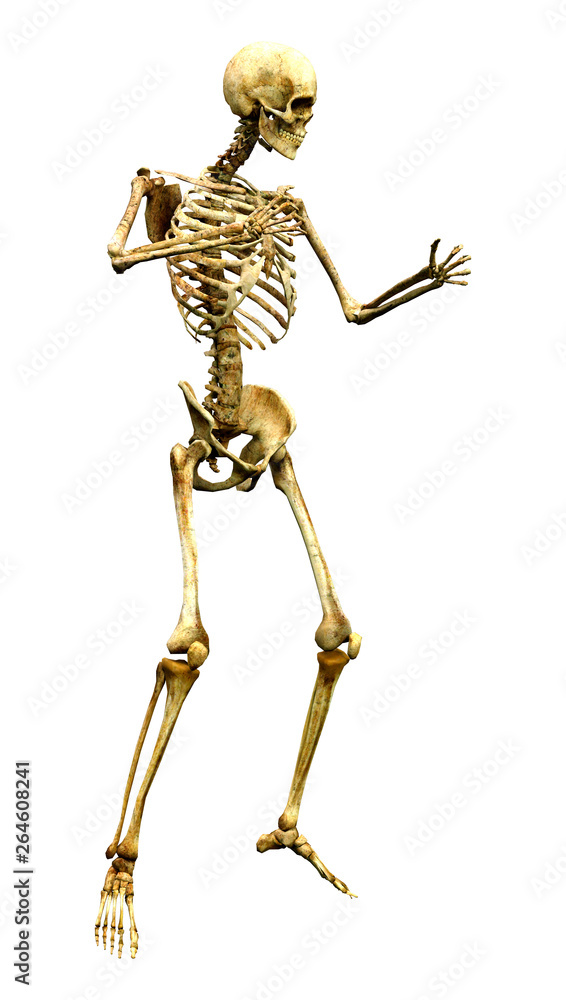 3D Rendering Human Skeleton on White 3D Rendering Human Skeleton on White