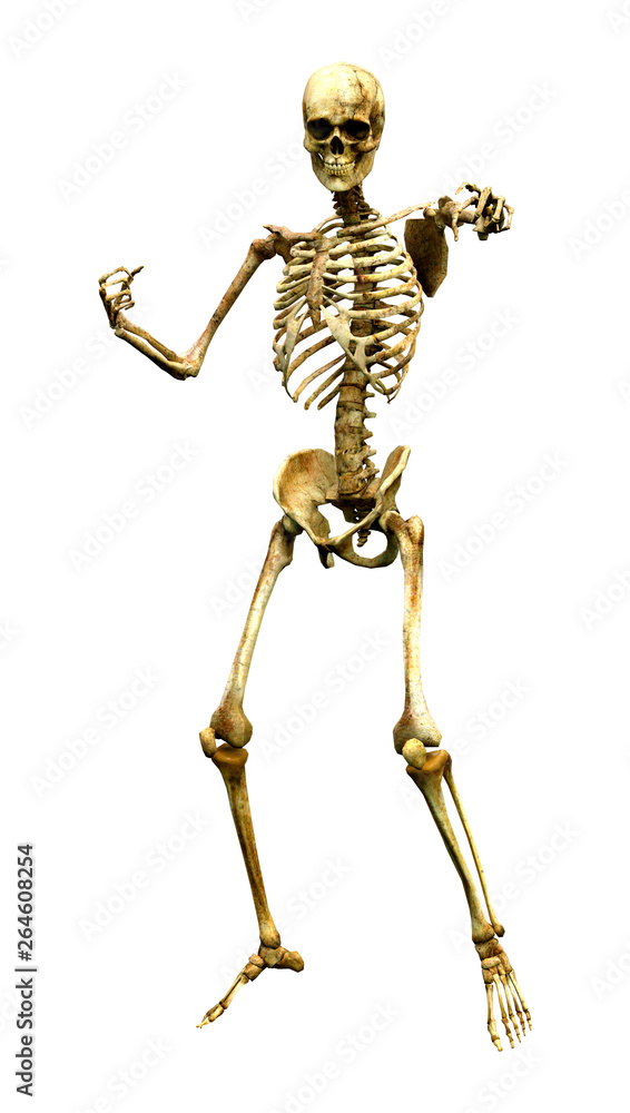 3D Rendering Human Skeleton on White 3D Rendering Human Skeleton on White