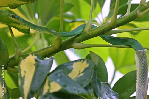 Wallpaper Mural Männliche Raue Grasnatter (Opheodrys aestivus) während der Häutung Torontodigital.ca