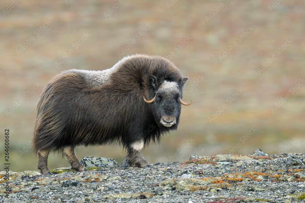 Muskox, Cow, Dovrefjell National Park, Norway, Europe Muskox, Cow, Dovrefjell National Park, Norway, Europe