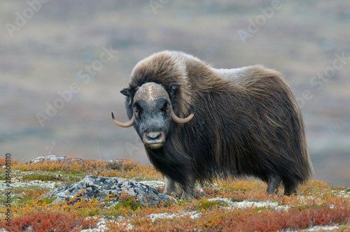 Muskox (Ovibos moschatus), Bull, Dovrefjell National Park, Norway, Europe
