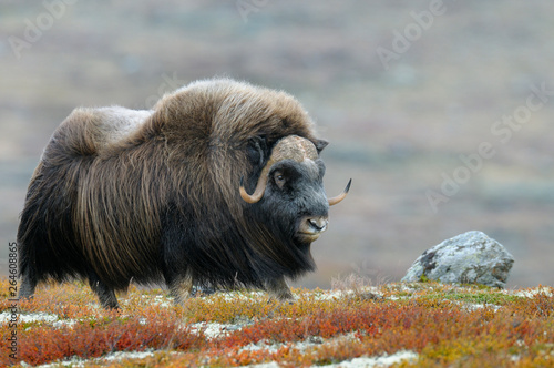 Muskox, Bull, Dovrefjell National Park, Norway, Europe photo